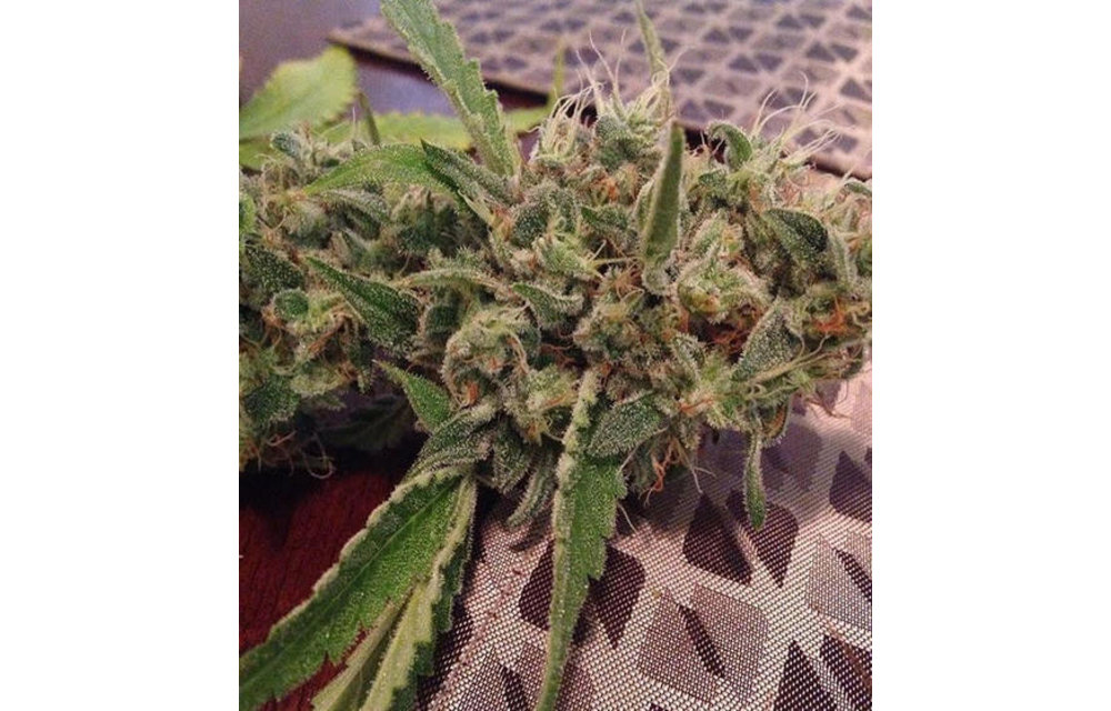 Digital Dream Reg 13 pk