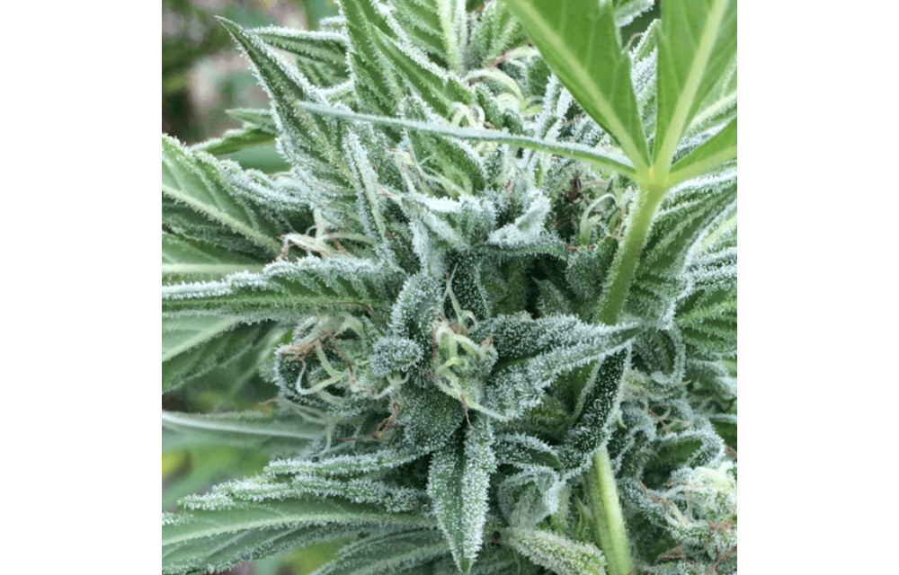 Grape SnowTrain Reg 13 pk