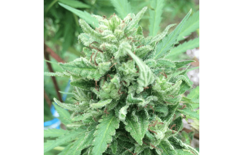 Snowberry Blue Reg 13 pk