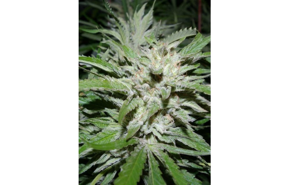 Snowfire Afghani Kush Reg 13 pk