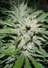 Products tagged with Kush