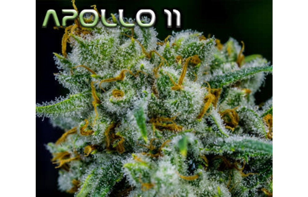 Apollo 11 Reg 12 pk