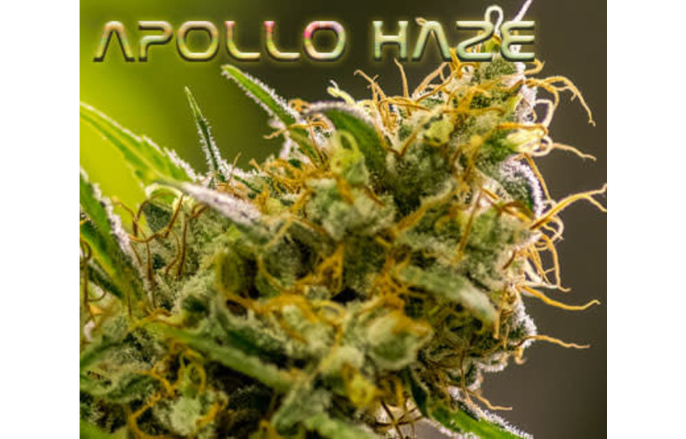 Apollo Haze Reg 12 pk