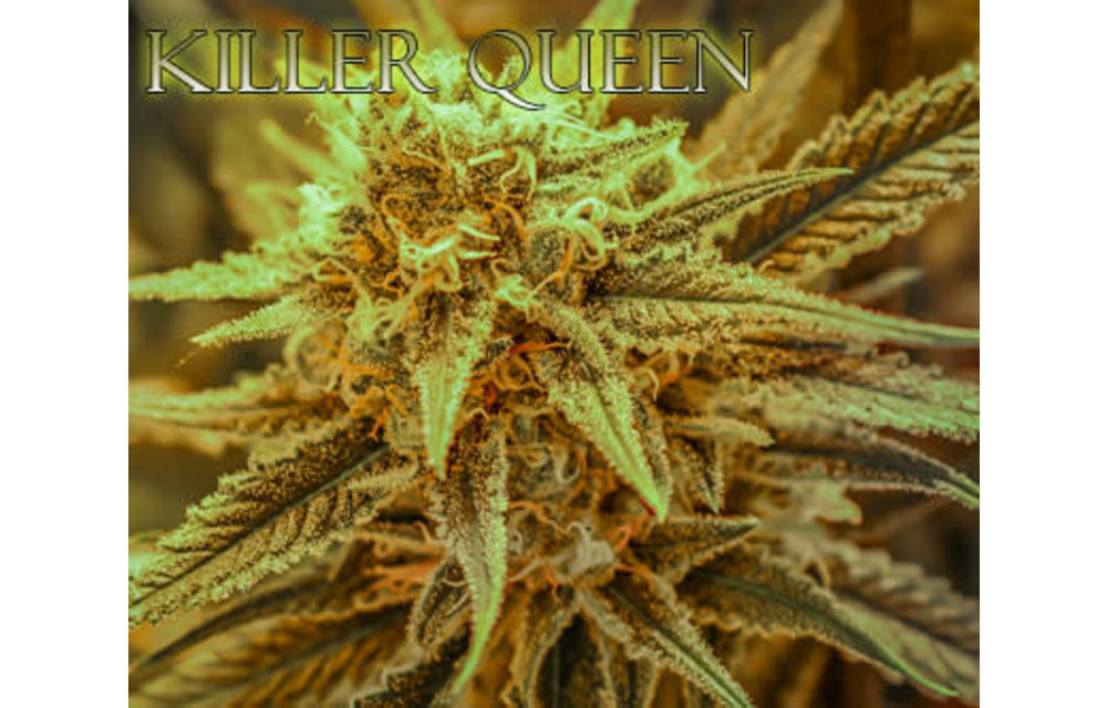Killer Queen Reg 12 pk