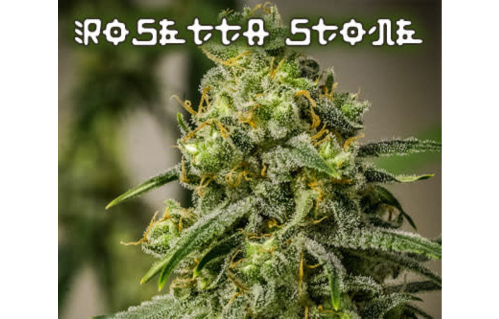 Rosetta Stone Reg 12 pk