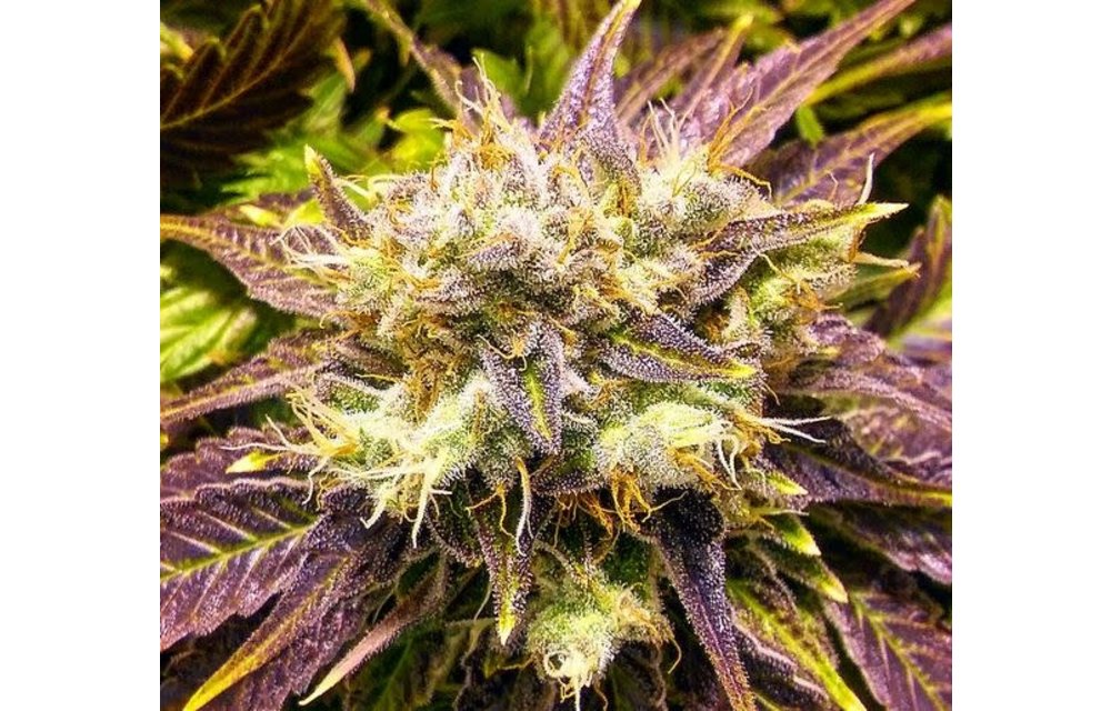 Cloverland Kush Reg 7 pk