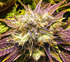Products tagged with Kush