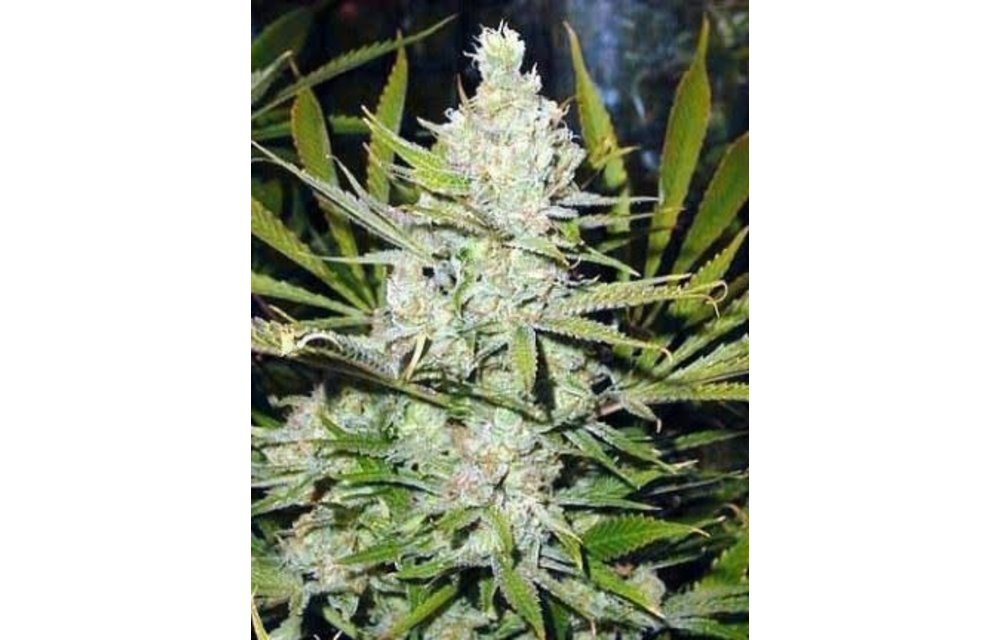 Amnesia Fem 5 pk