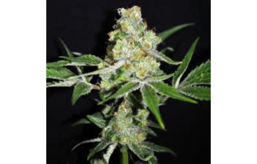 CBD Outdoor Mix Fem 5 pk