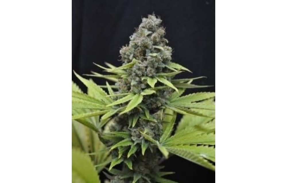 CBD Shark Shock Fem 5 pk