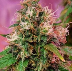 Products tagged with Kush