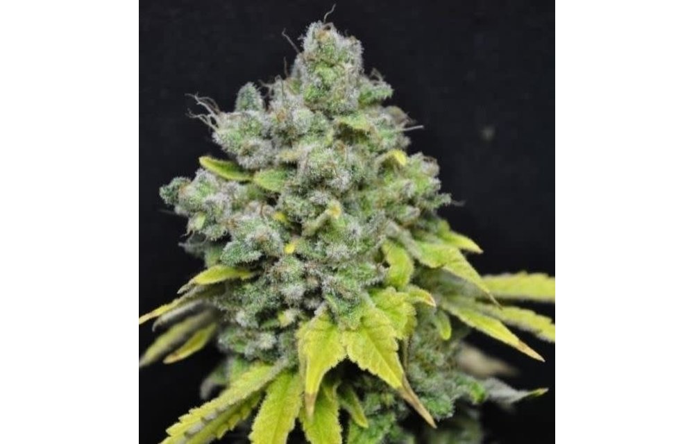 Skunk Haze Fem 5 pk