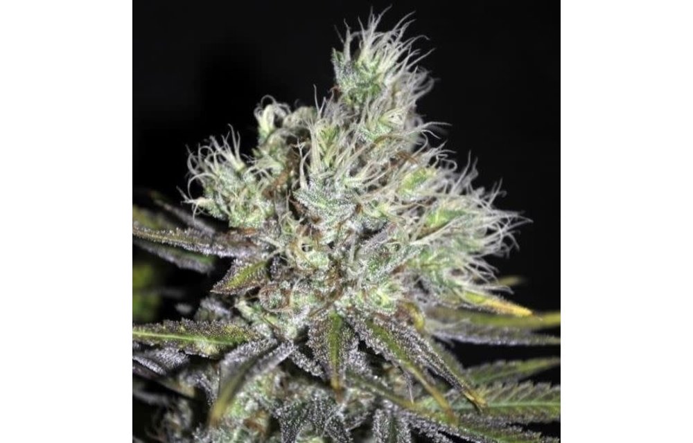 Sweet-n-Sour Widow Reg 5 pk