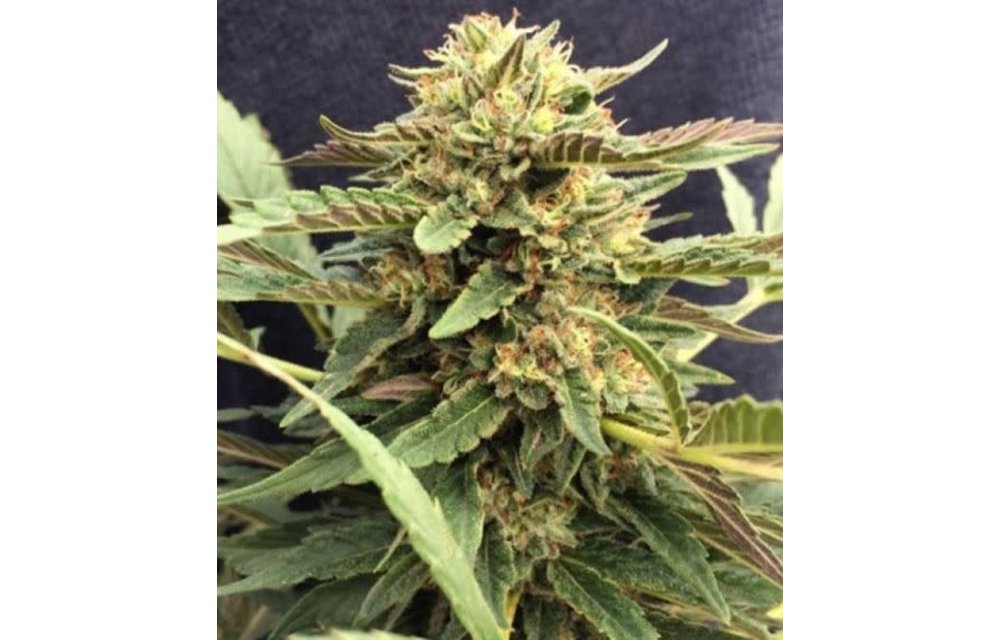 Therapy Fem 5 pk