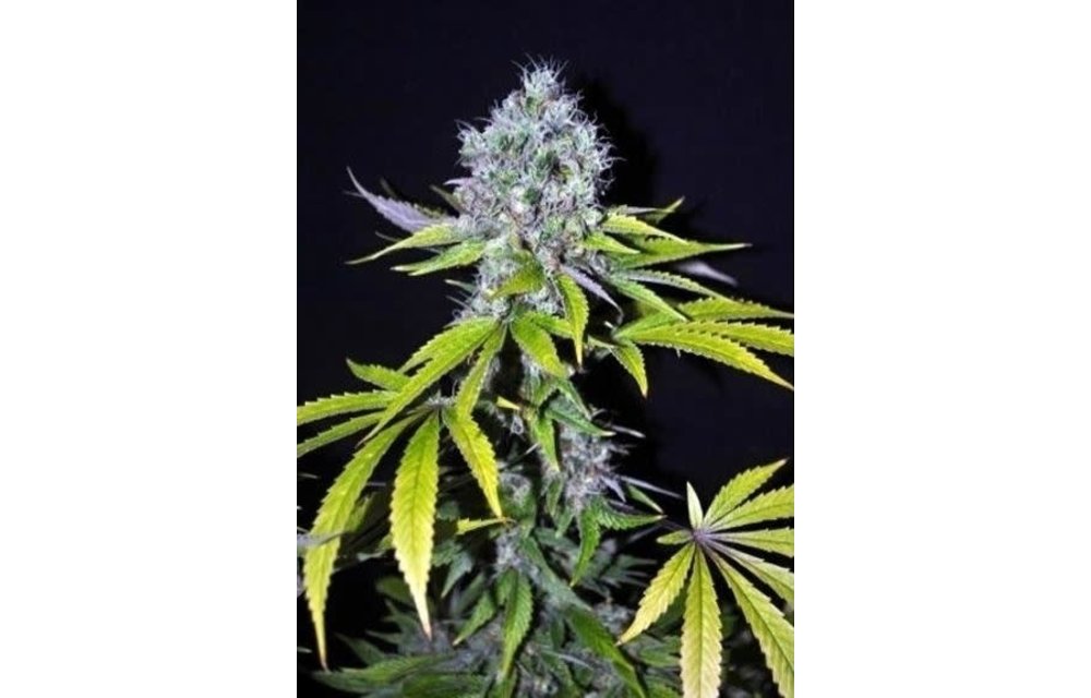 Yummy Fem 5 pk