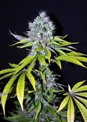 Feminized Hybrid Seeds