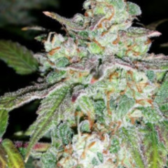 Auto Flowering-Feminized