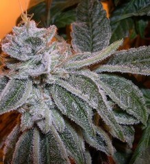 Products tagged with Kush