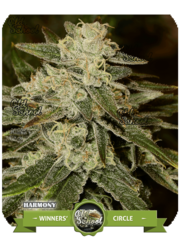 Products tagged with Kush