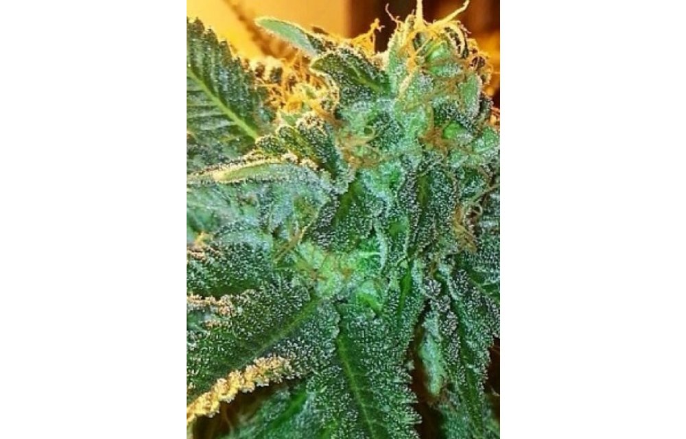 Alien OG Fem 6 pk