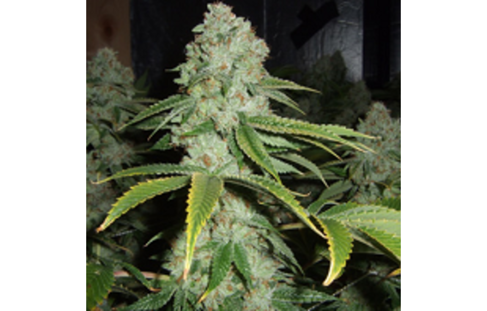 Buddha Tahoe OG Fem 6 pk