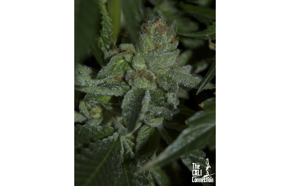 Buddha Tahoe OG Fem 6 pk