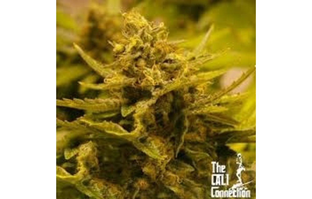 CBD OG Fem 6 pk