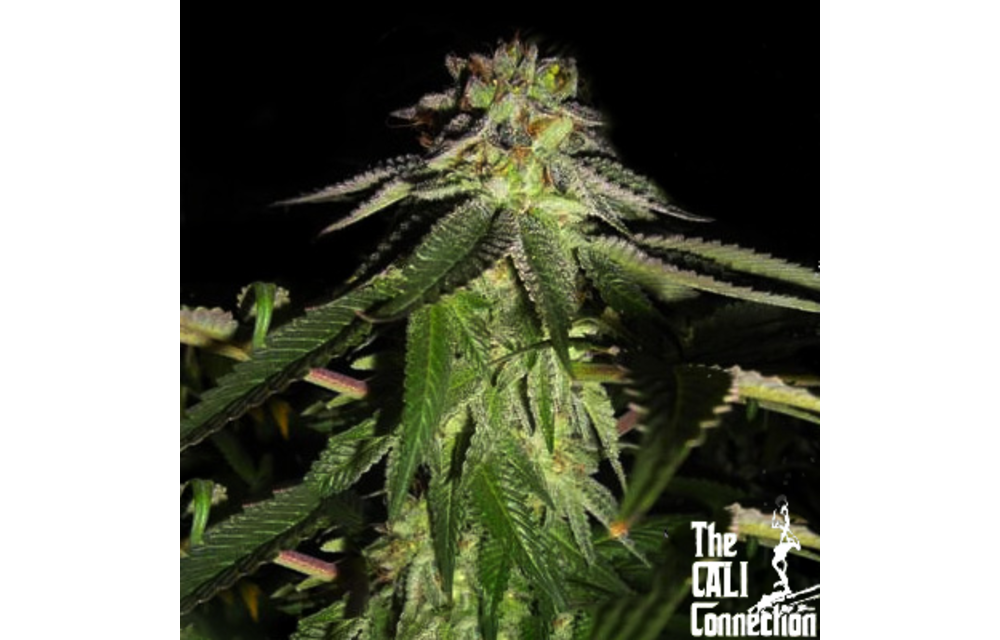 Corleone Kush Fem 6 pk