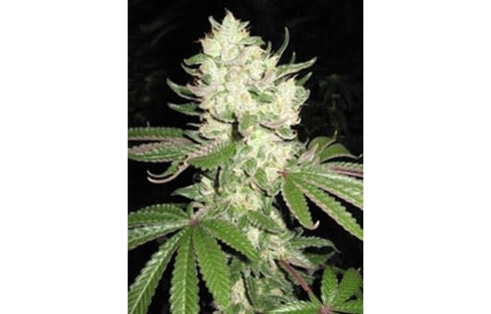 Corleone Kush Fem 6 pk