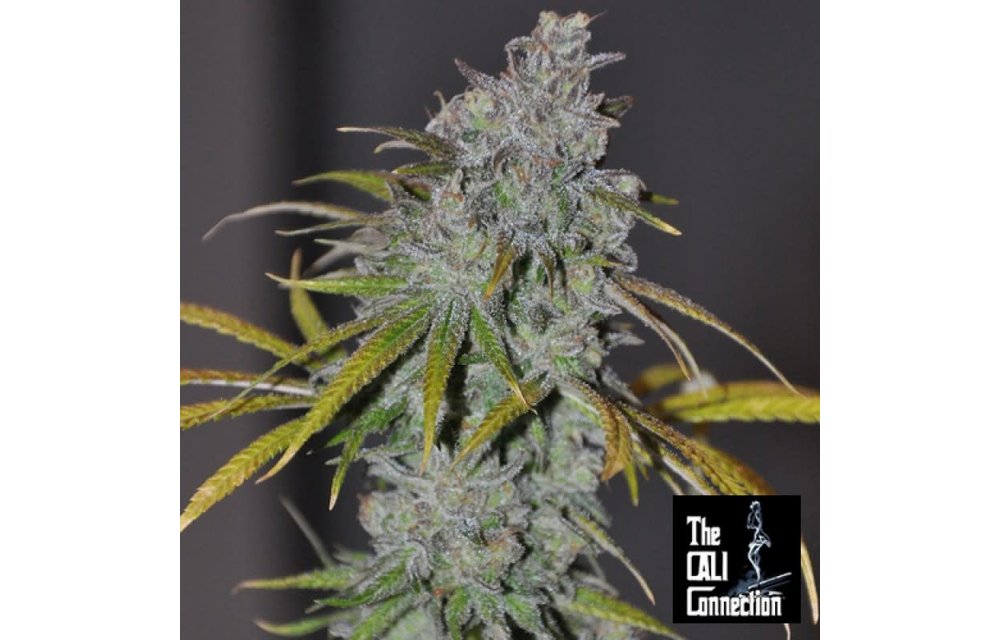 Grape Kush Fem 6 pk