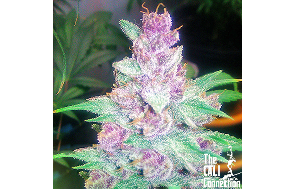 Grape Kush Fem 6 pk