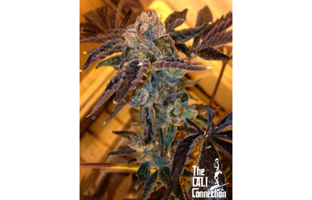LA Cookies Fem 6 pk