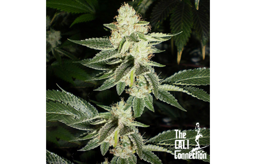 Louis XIII OG Fem 6 pk