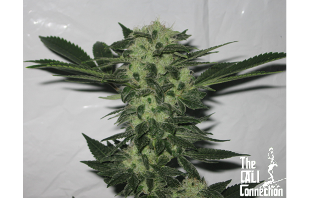 Original Sour Diesel Fem 6 pk