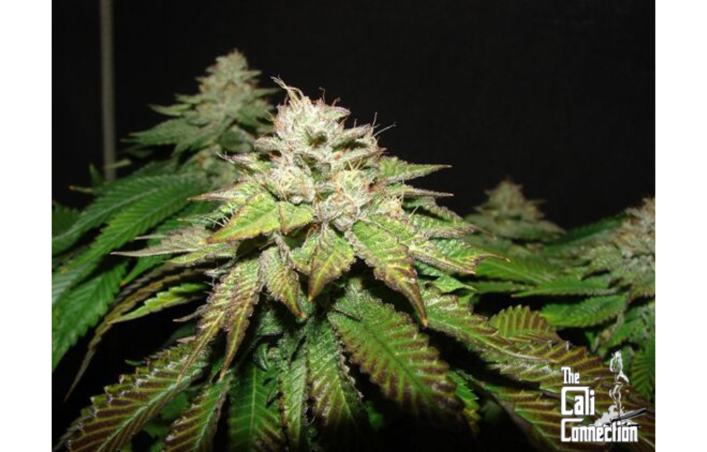 Pre 98 Bubba BX2 Fem 6 pk