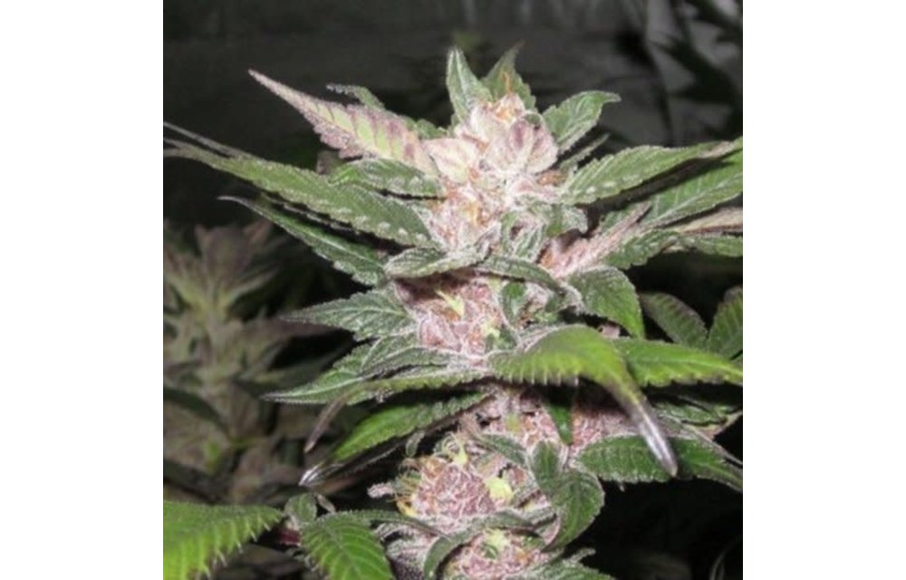 Purple Chem Fem 6 pk
