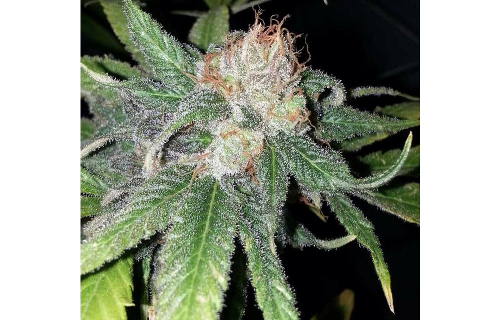 Purple Crack Fem 6 pk