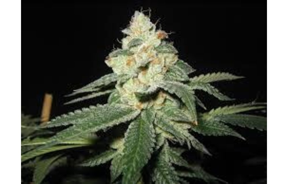 Raskals OG Fem 6 pk