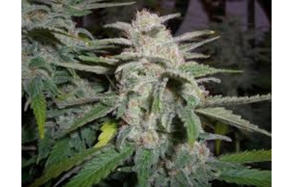 Raskals OG Fem 6 pk