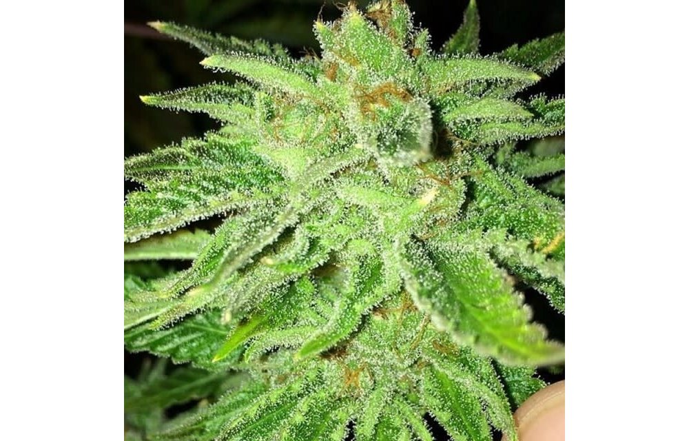 Strawberry OG Fem 6 pk