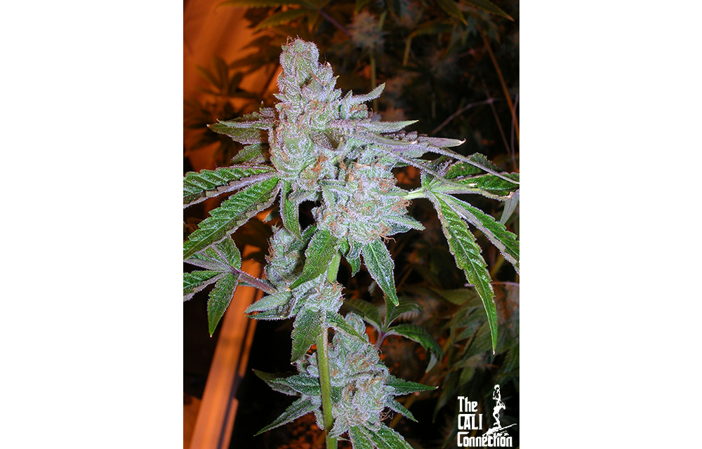 Tahoe OG Fem 6 pk
