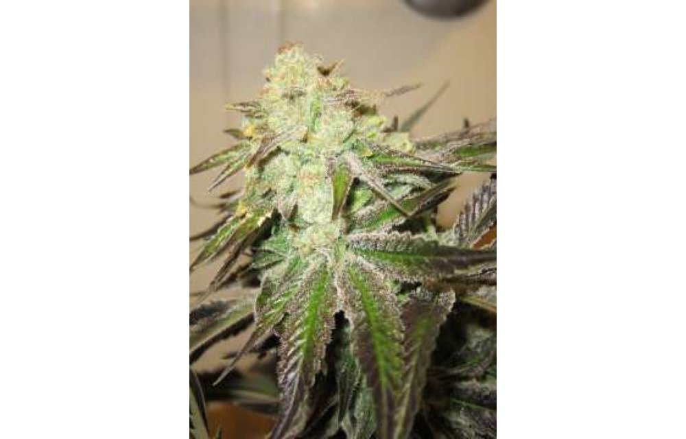 818 Headband (aka:Sour OG) Reg 10 pk