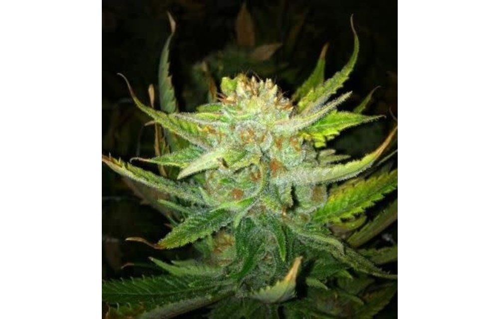 California Dreaming Reg 10 pk