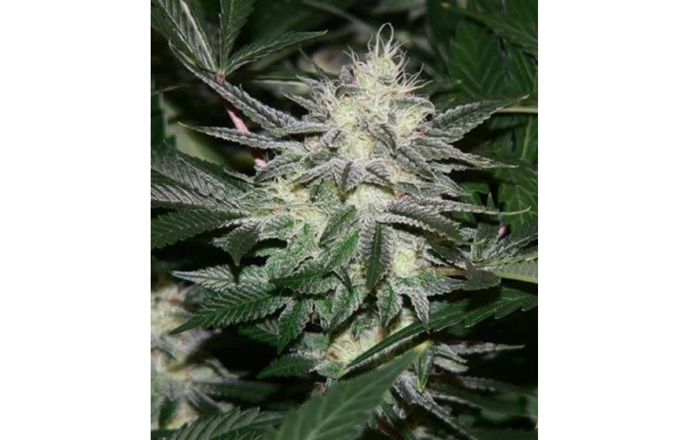 Chem 4 Reg 10 pk