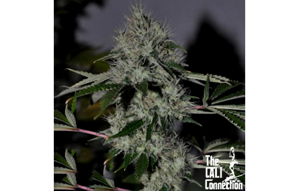 Chem 4 OG Reg 10 pk