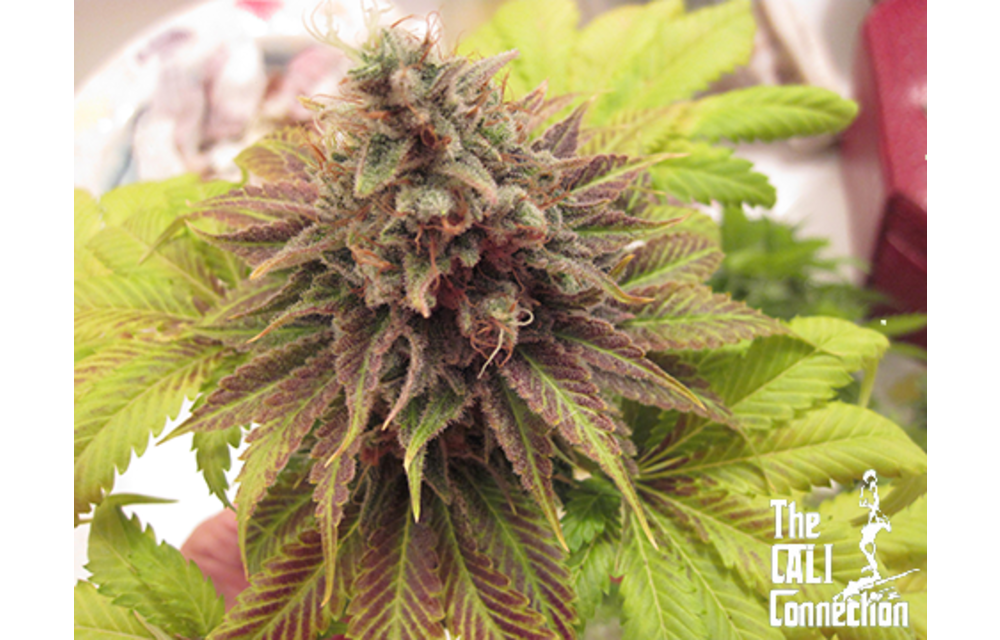 Chem Valley Kush Reg 10 pk