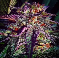 Feminized Hybrid Seeds