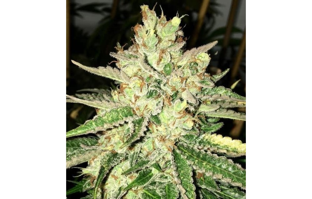 The Black D Fem 11 pk