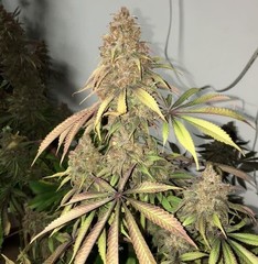 Feminized Hybrid Seeds