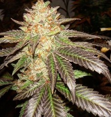 Products tagged with Kush
